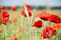 Coquelicots