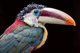 Curl-crested aracari by Edwin Butter