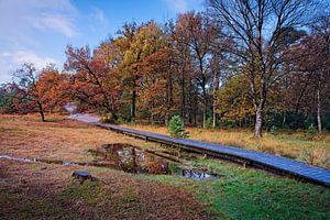 Fledermauspfad @ Brunssummerheide von Rob Boon