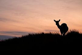 fallow deer at sunset by Edwin Butter