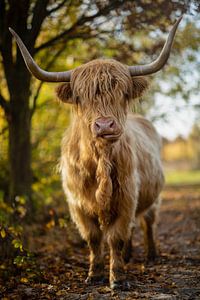 Schotse Hooglander