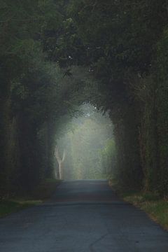 Tunnel van bomen naast een weg op een mistige ochtend van Bram Lubbers