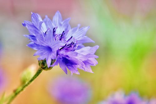 Korenbloem
