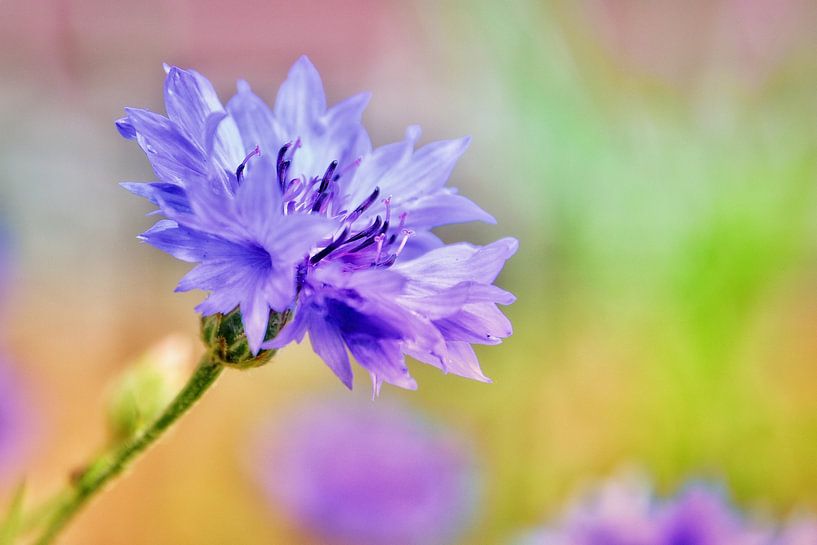 Korenbloem van Monique Verlouw
