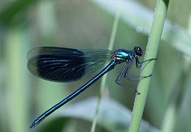Male dragonfly on a stalk by Ulrike Leone