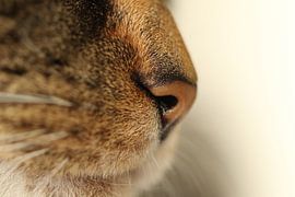 cat's nose by Esmee Eeltink