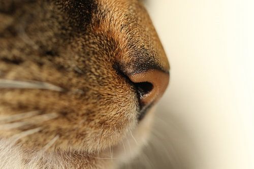 le nez du chat