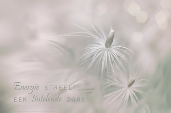 Gele morgenster pluizen