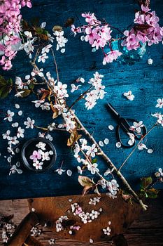 Picking blossoms in the Dutch spring