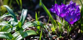 Wespe wäscht sich auf einem Blatt neben einer lila Blume von JGL Market