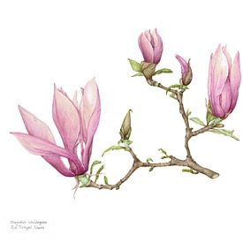 Botanical watercolor of a Magnolia soulangeana, Beaver tree by Ria Trompert- Nauta