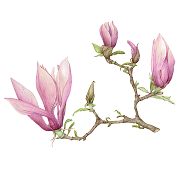 Magnolia soulangeana, beverboompje, aquarel van Ria Trompert- Nauta