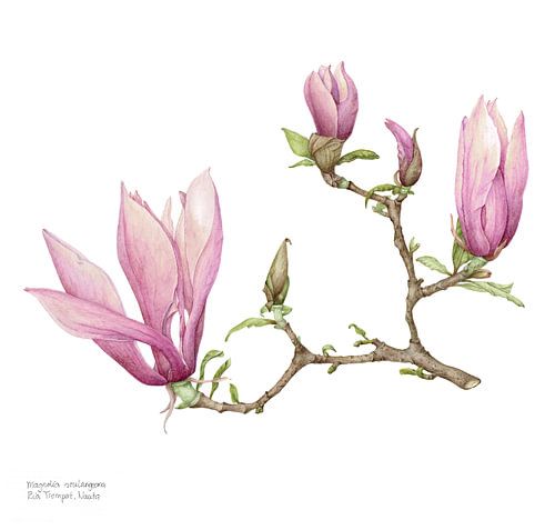 Botanical watercolor of a Magnolia soulangeana, Beaver tree
