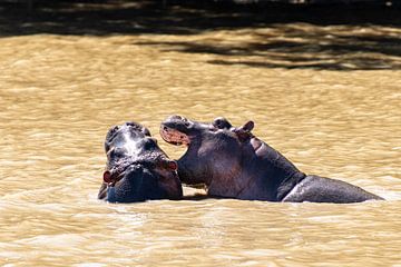 Nijlpaard van Photo By Nelis
