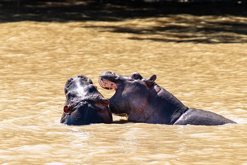 Hippo by Photo By Nelis