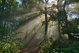Nebelstimmung im Wald von Tanja Voigt