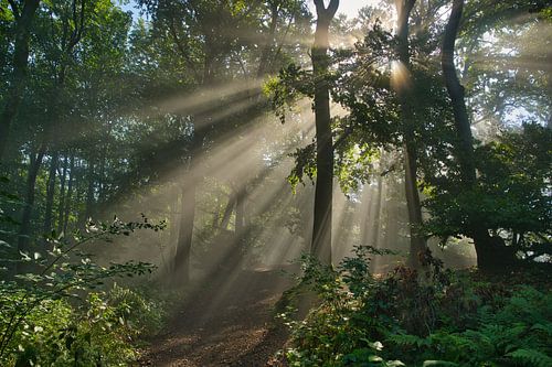 Mistige sfeer in het bos