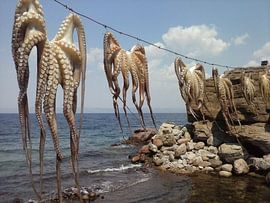 Inktvis aliens by Nico den Hartog