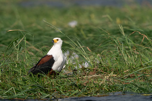 African Fish Eagle Perched in Green Riverbank Grass