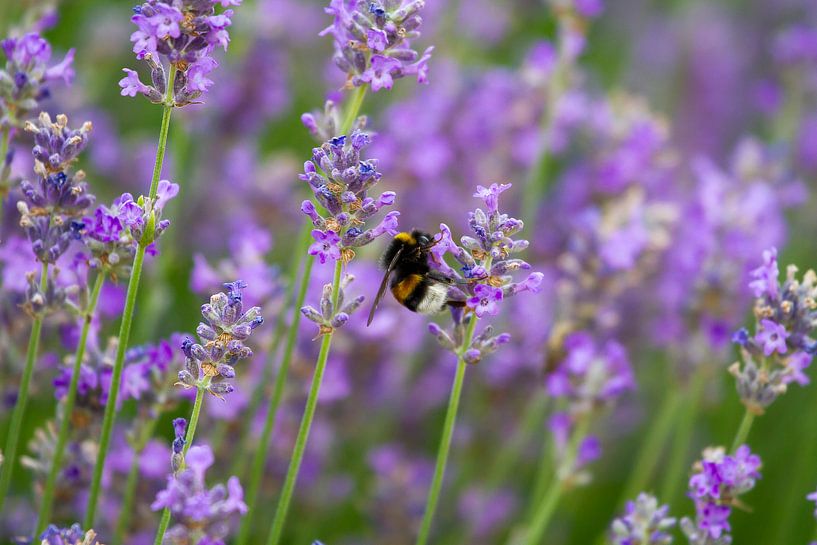 Hommel snoept van de Lavendel von Peter Crotjee