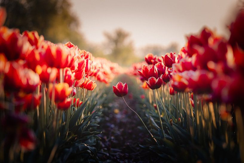 Tulipe rouge solitaire par van Veen Allround Photography
