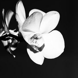 Orchid in black & white by Nancy Bogaert