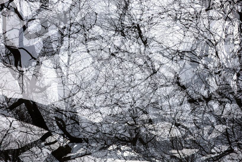 Forest in winter by Thomas Jäger