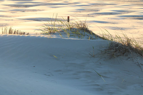 Stille im Dünengras