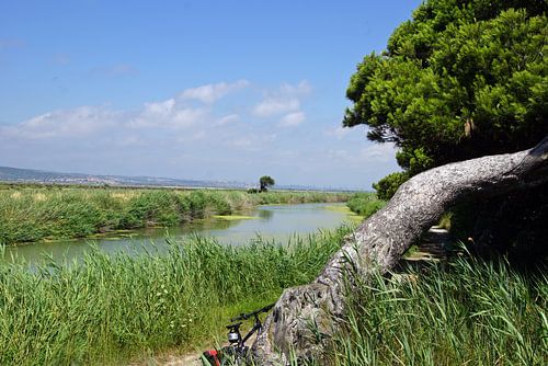 de boom strekt zich uit in een schilderij van een landschap