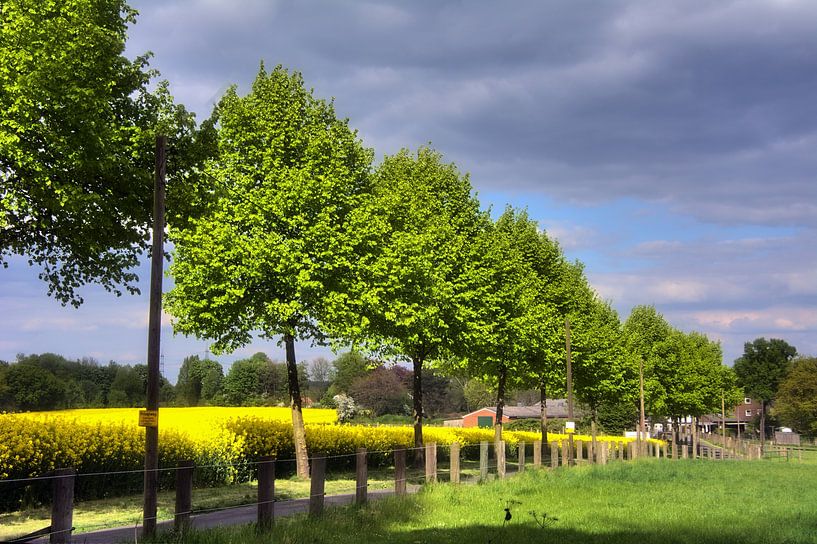Champ de colza avec rangée d'arbres par Edgar Schermaul
