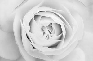 Makellos weiße Rose