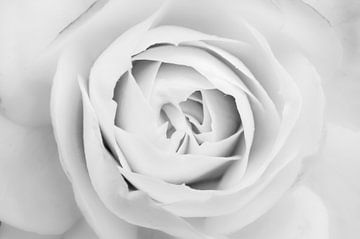 Witte roos, White rose van Geert-Jan Timmermans