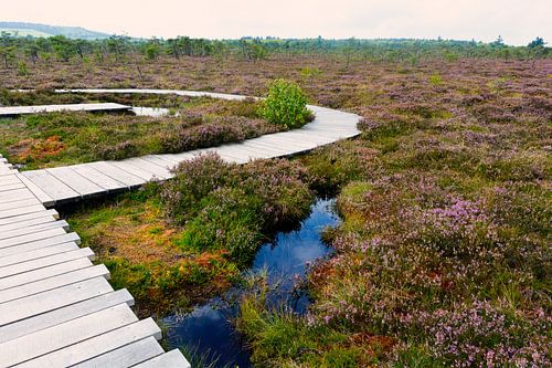 In the bog with heather