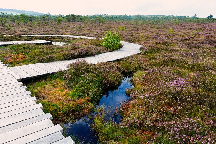 Op de heide met heide van Claudia Evans