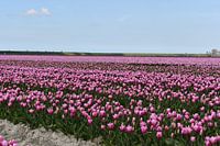 Tulips in Dutch landscape