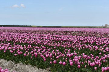 Tulpen in Hollands landschap van Mirjam de Jongh