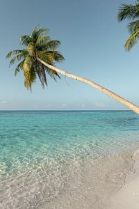 Hängende Palme über klarem Meer | Reisefotografie Druck | Malediven