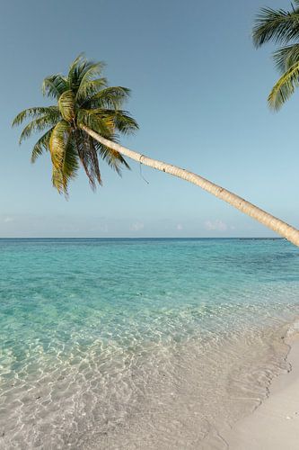 Hangende palmboom over heldere zee | reisfotografie print | Malediven