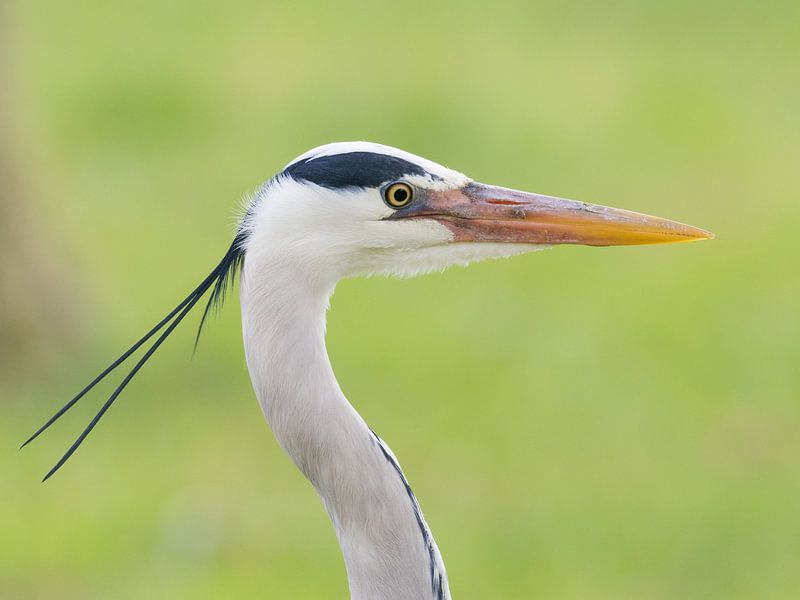 Blue heron portrait by Laurens de Waard