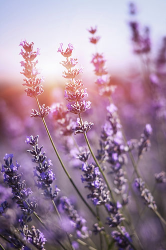 Lavender at Golden Hour