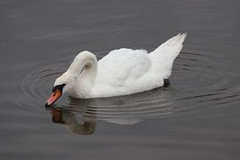 Kräuselungen im Wasser. von Silvia Weenink
