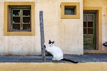 Griechische streunende Katze von Mark Bolijn