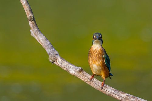 Eisvogel - Kingfisher