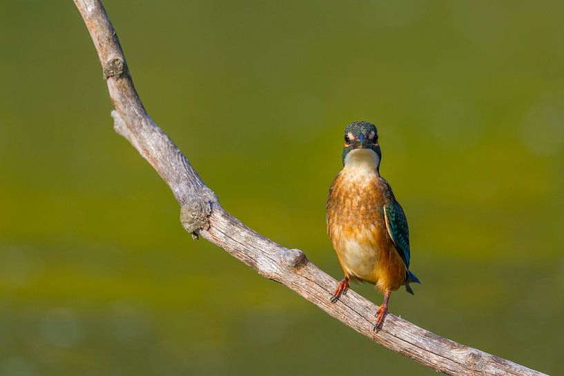 Eisvogel - Kingfisher von Ursula Di Chito