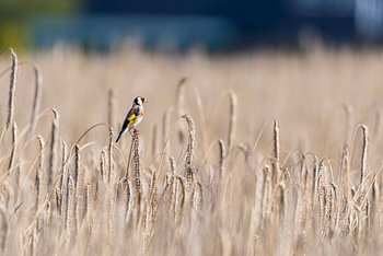 Putter op een stukje rogge op het roggeveld