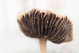 Dünenpilz von Astrid Brouwers