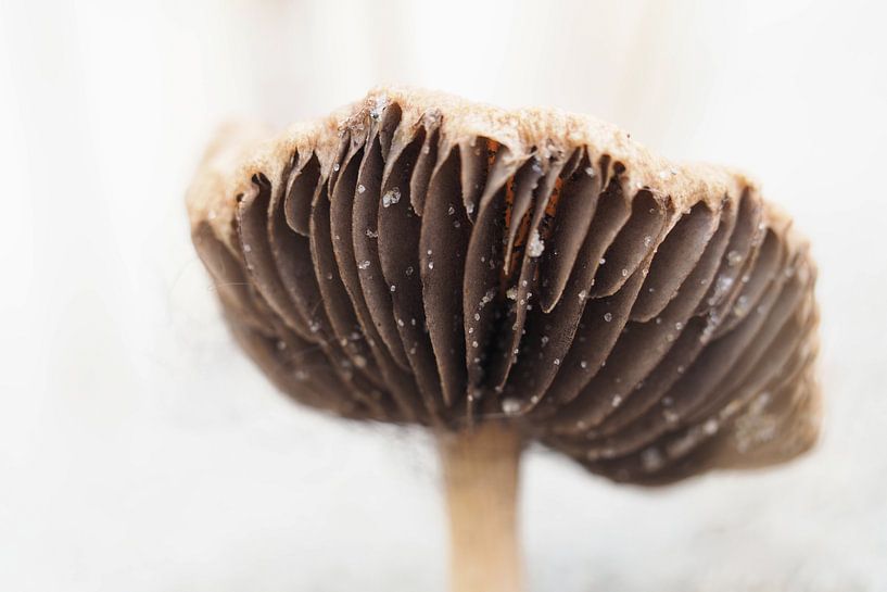 Champignon des dunes par Astrid Brouwers