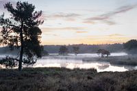 Maasduinen just before sunrise with haze