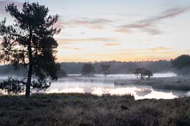 Maasduinen juste avant le lever du soleil avec du brouillard sur Tim Lecomte
