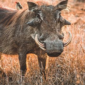 Phacochère dans le parc national Kruger en Afrique du Sud sur Expeditie Aardbol